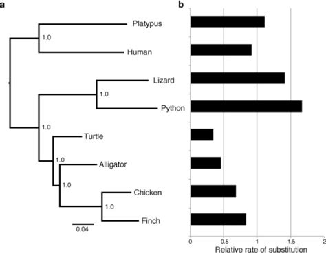 A Revised Phylogeny Of Major Amniote Lineages And Their Rates Of