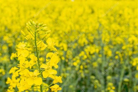 Flor De Canola Planta De Colza Colza De Colza Para Energ A Verde