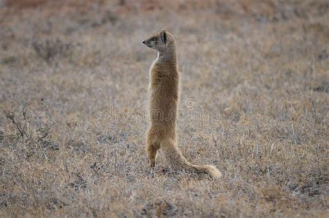 Yellow Mongoose Keeping Watch Looking Left Stock Image Image Of Searching Cute 107247595