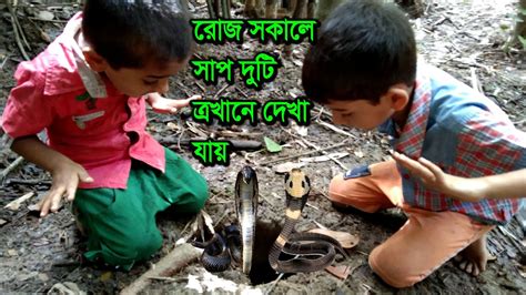 আমাদের বাগানে ভয়ংকর দুটি বিষাক্ত সাপ দেখা যায় ।। Top 2 Biggest Snakes