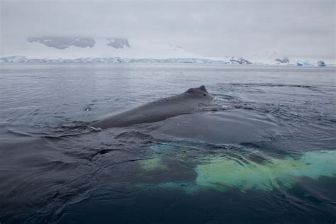 Countries must oppose attempts to take the International Whaling Commission back to the days of ...