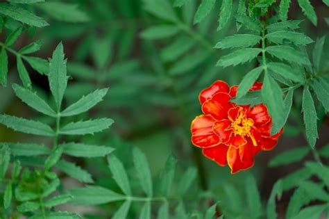 Fondo natural de flor de caléndula naranja Foto Premium