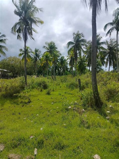 Commercial Lot For Sale Sqm Clean Title Dauis Bohol Philippines