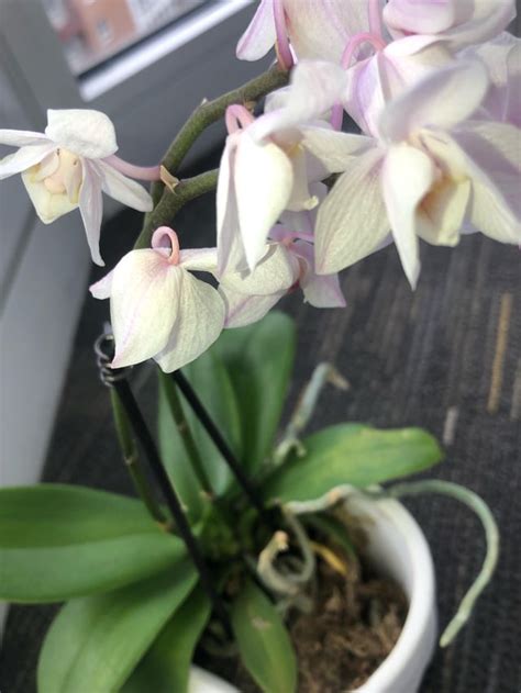 Drooping flowers? : r/orchids