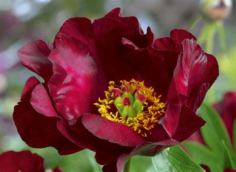 How to Grow and Care for Peony Flowers - Birds and Blooms