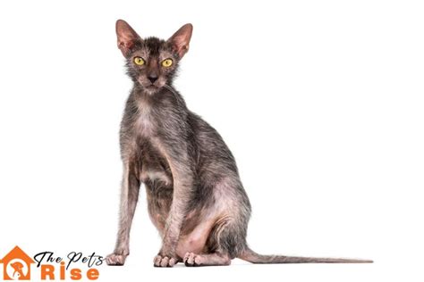 List Of Hairless Cat Breeds