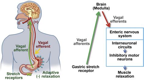 Figure 4 From Fundamentals Of Neurogastroenterology Physiology