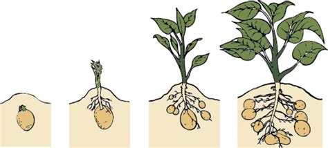 Potato Growing