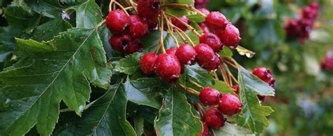 Crataegus pinnatifida - Alchetron, The Free Social Encyclopedia