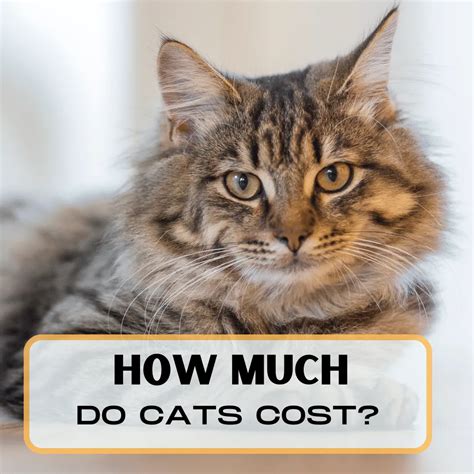 How Much Do Cats Cost In 2024