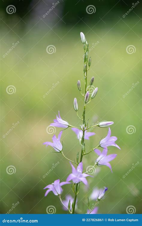 Rampion Bellflower Campanula Rapunculus Pink Flowering Rapunzel Stock