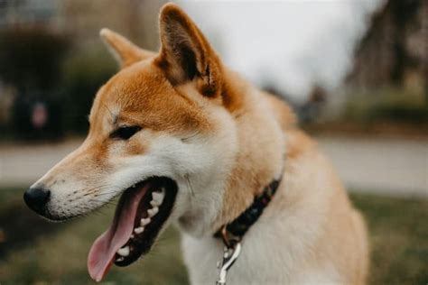 Layer 2 da Shiba Inu SHIB surpreende salto de 200 nas transações