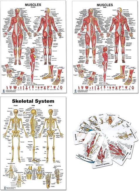 Amazon Blue Tree Publishing Pack Anatomical Muscle Poster Set