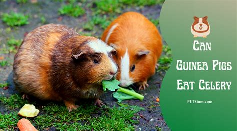 Can Guinea Pigs Eat Celery Is Celery Safe For Guinea Pigs Guinea