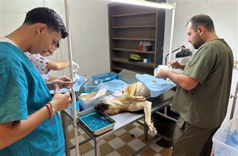 Gobierno de Mazatlán continúa campaña de esterilizaciones gratuitas