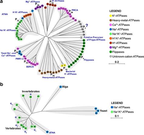 Phylogenetic Analysis Of Atna A Phylogenetic Tree Of P Type Atpase