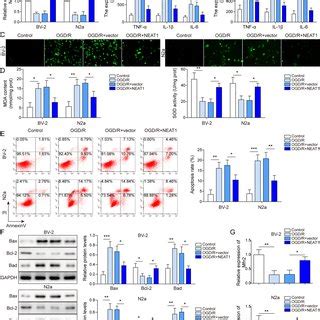 Expression Of LncRNA NEAT1 And Mfn2 In OGD R Induced Cell Model The