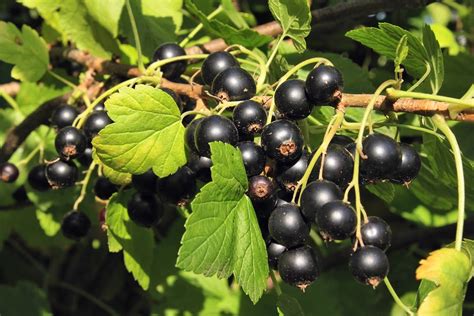 Buy Crandall Black Currant | Black Currant Plants Online ...