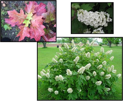 Alice Oakleaf Hydrangea Hinsdale Nurseries Welcome To Hinsdale