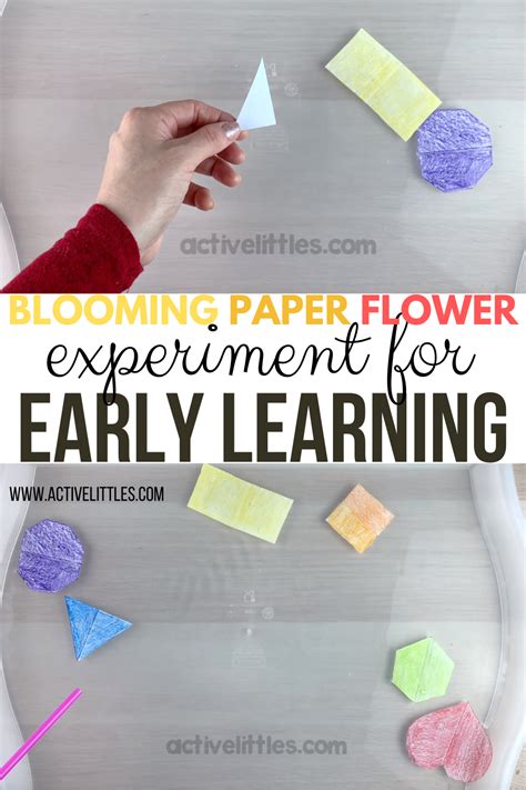 Blooming Paper Flower Experiment for Early Learning - Active Littles