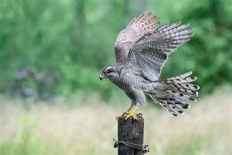 Goshawk - Facts, Size, Diet, Pictures - All Animal Facts