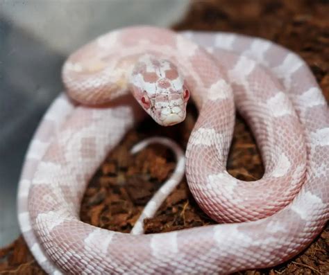 Why Is My Baby Corn Snake Not Eating? What To Do?