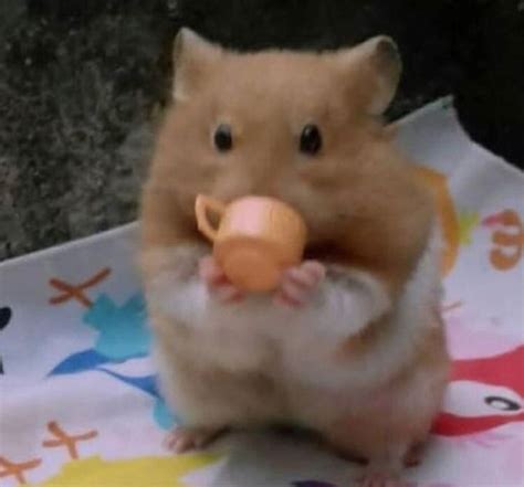 Sorbito The Cutest Hamster You Ll Ever See