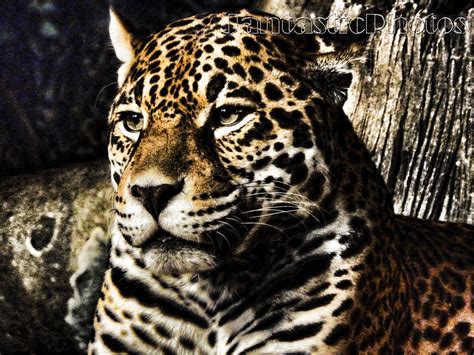 Cat Photograph Jaguar Instant Download Photo Black Spotted Golden Dark ...