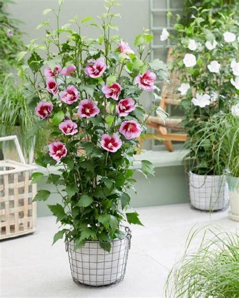 21 Colorful Outdoor Plants For Patio And Porch Balcony Garden Web