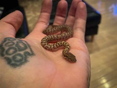 Tiniest Python Rsnakes