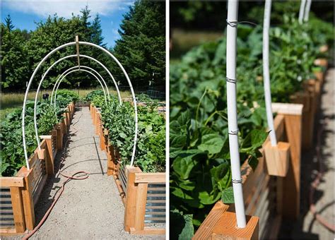 DIY Vegetable Garden Trellis using PVC and Wire | Ten Acre Baker