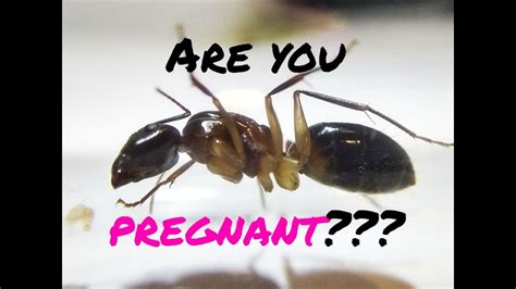 How To Know If The Queen Ants Are Fertile Youtube