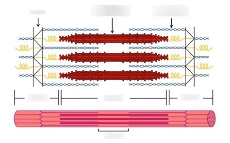 Microscopy of a muscle fiber Diagram | Quizlet