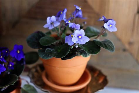 African violet care – Artofit