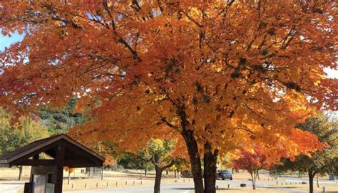 Fall Foliage Begins to Arrive at Lost Maples State Natural Area