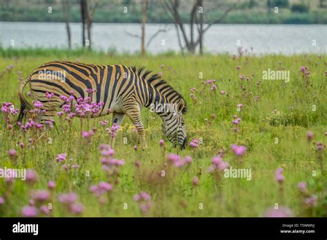 Beautiful Rietvlei Nature Reserve Near Pretoria And Centurion Lined