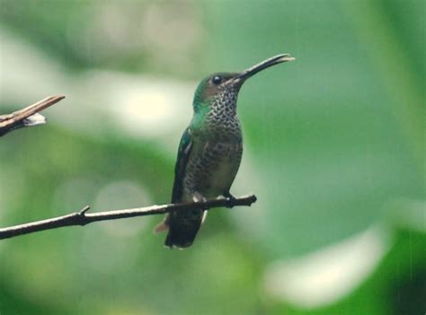 Cynthia Goes To Ecuador: Mindo -- Birds of Mindo, Part 2