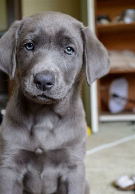 Grey Lab Animal Gallery Pinterest Labs Grey And Puppys