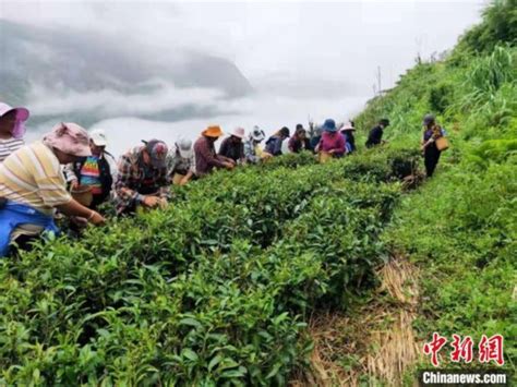 西藏墨脱茶园飘香 茶农采摘春茶正忙荔枝网新闻