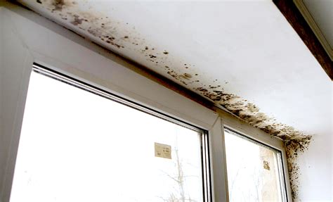 How Mold Damage Insurance Claims Work Claimsmate