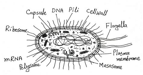 Structure And Function Of A Typical Bacterial Cell With Diagram