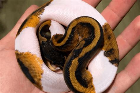 How To Make A Piebald Ball Python (Breeding Guide)