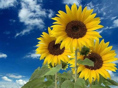 Curiosidades sobre los girasoles y cómo debes tenerlos en casa