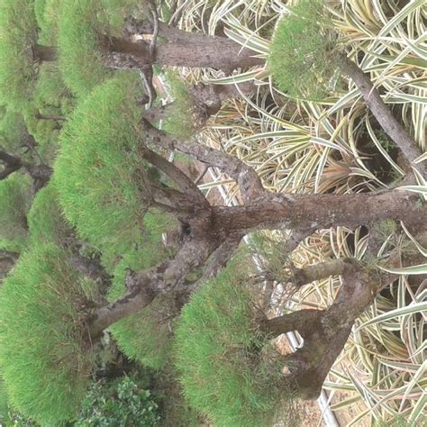 Pohon Bonsai Cemara Udang Lazada Indonesia