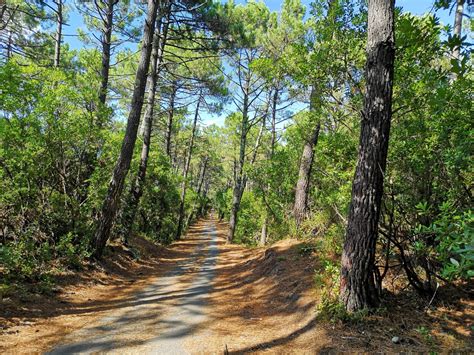 Pin De Sur La Presqu Le De L Ge Cap Ferret C Ang Lique Saget