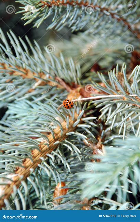 Lady Bug On Blue Spruce Tree Stock Photo Image Of Beetle Dots 5347958