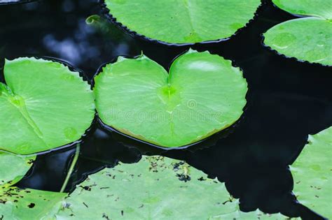 Heart Of Lillies Stock Photo Image Of Beauty Isolated 17842132