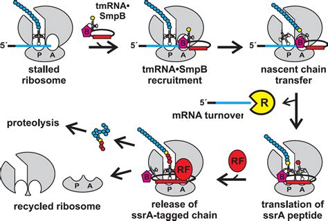 Figure 1 From The Tmrna Ribosome Rescue System Semantic Scholar