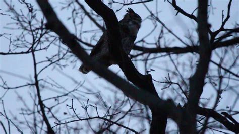 Male Great Horned Owl Hooting 11 27 2019 Forest Park St Louis Missouri Usa Youtube