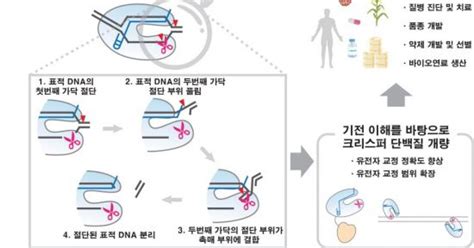 국내 연구진 유전자 가위의 한계 극복 실마리 찾았다